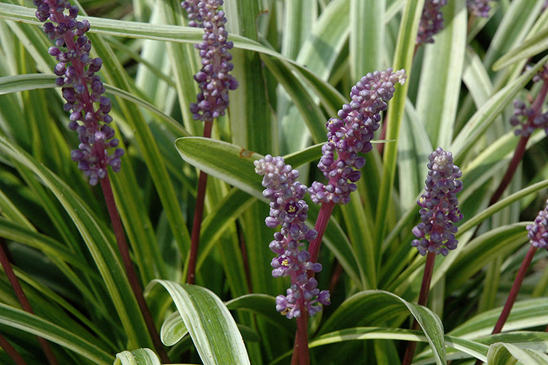 Variegata-Lily-Turf