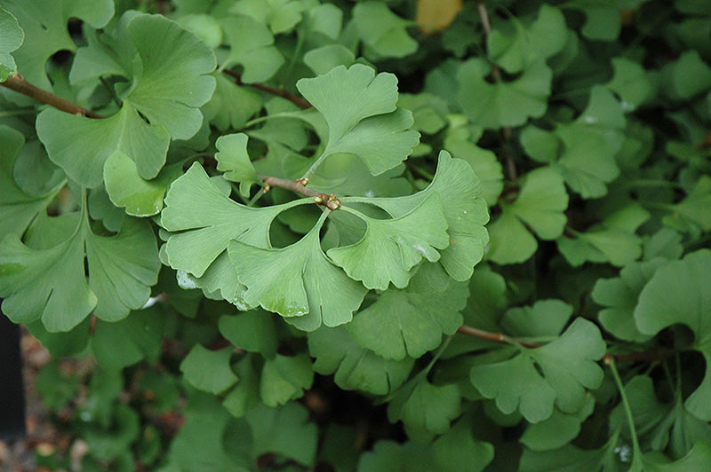 Ginkgo-(Maidenhair-Tree)-2