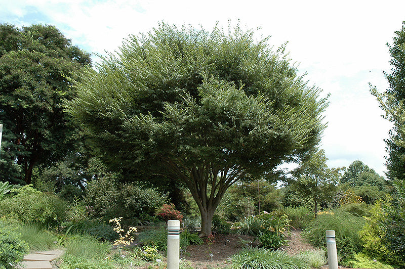 Wireless®-Zelkova