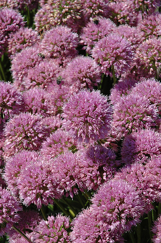 Millenium Ornamental Onion (#1)