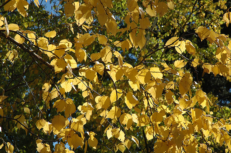 Paper Birch