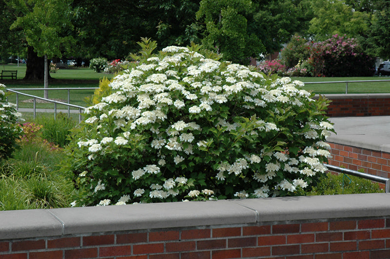 Bailey-Compact-Highbush-Cranberry