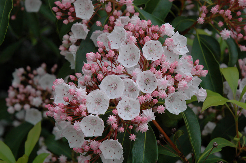 Elf-Mountain-Laurel