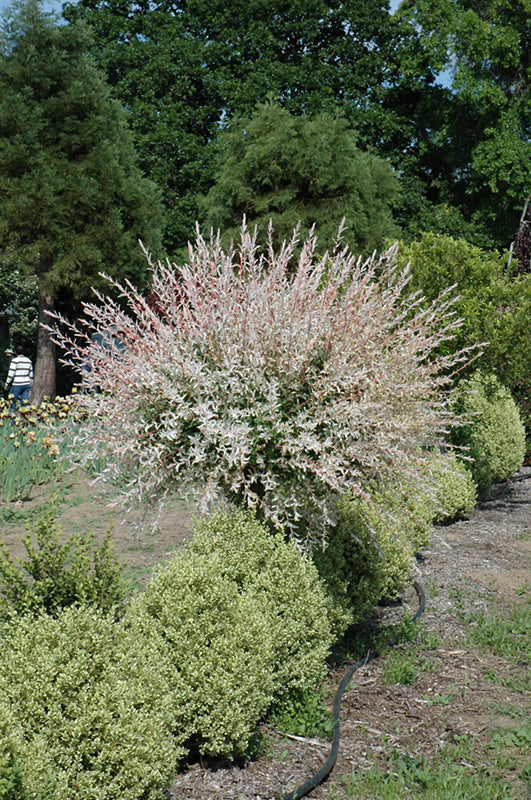 Tri-Colored-Dappled-Willow-(Standard-Tree-Form)