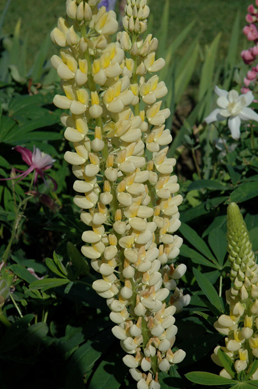 Russell-Yellow-Lupine