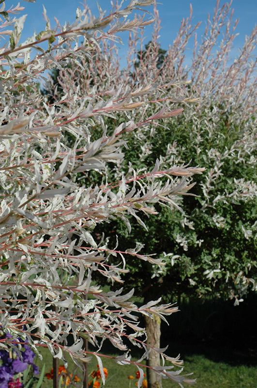 Tri Color Dappled Willow