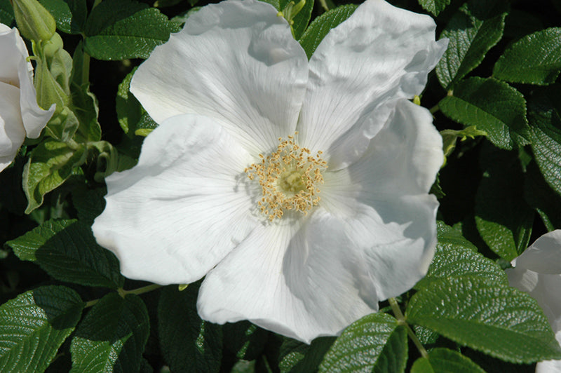White Rugosa Rose