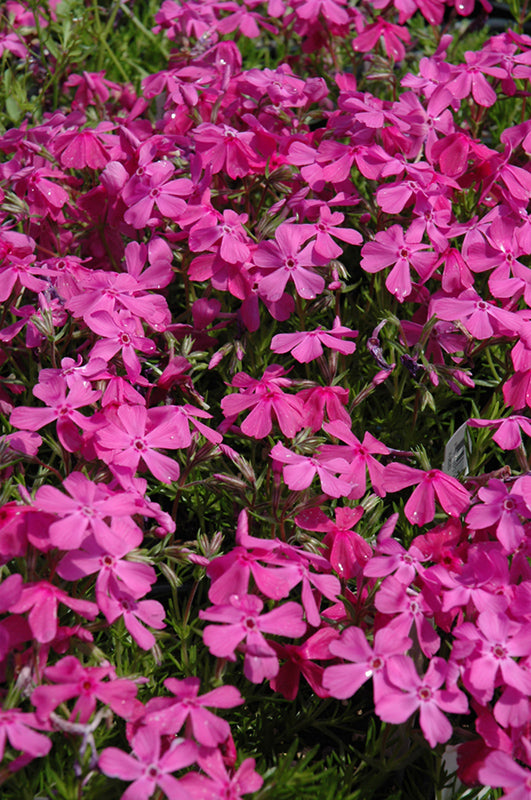 Drummond's-Pink-Moss-Phlox