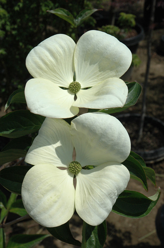 Venus®-Dogwood