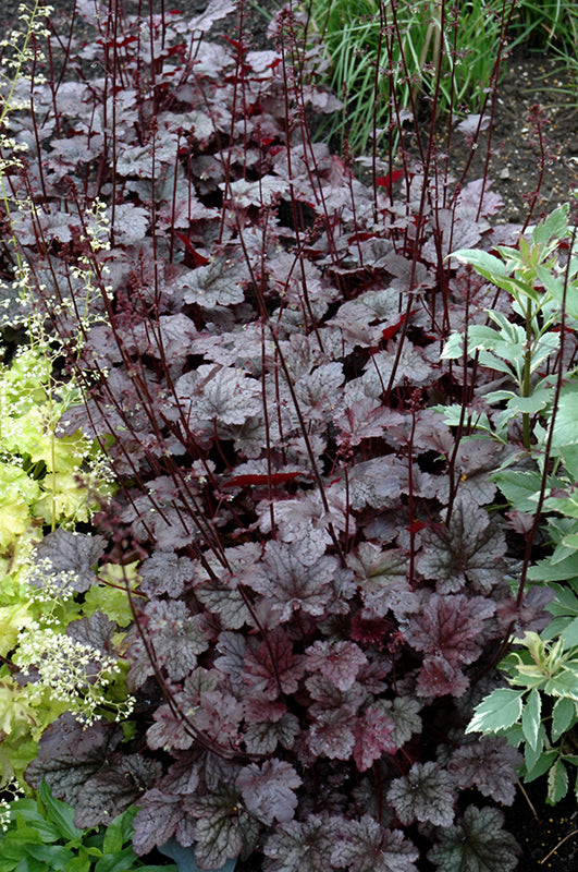 Plum Pudding Coral Bells (#1)