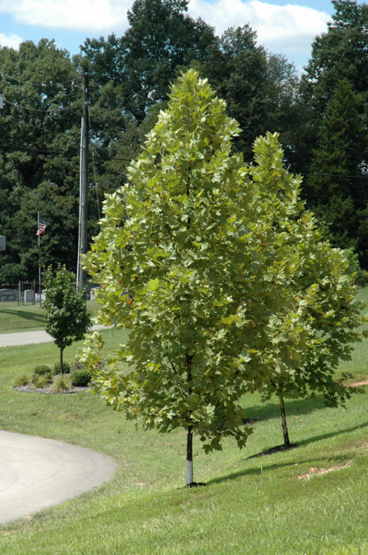 Exclamation!-London-Planetree