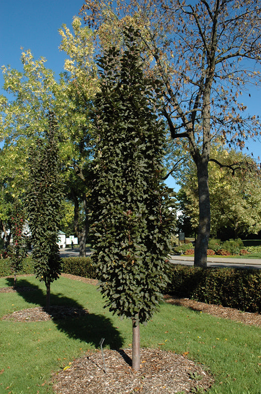 Purple-Spire®-Crabapple