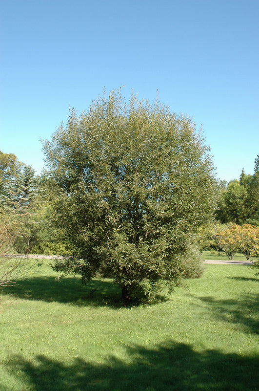 Pussy-Willow-2