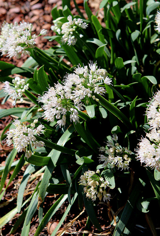 Summer-Beauty-Ornamental-Chives