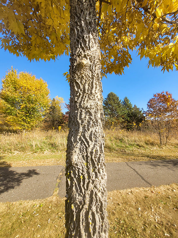Common-Hackberry-2