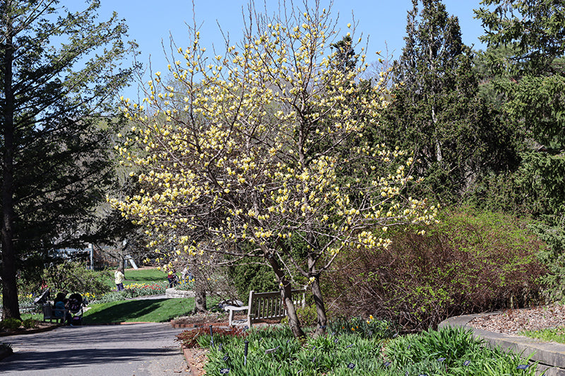 Butterflies-Magnolia