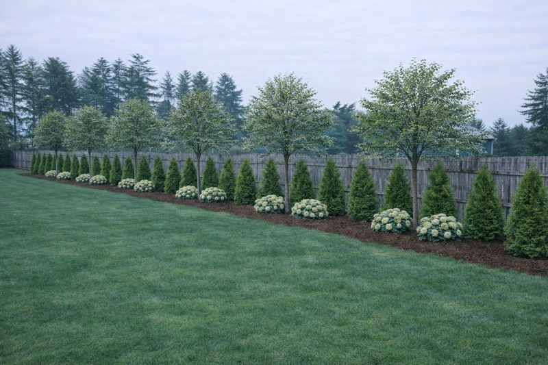 Lawn with a row of trees and shrubs in front of a wooden fence.