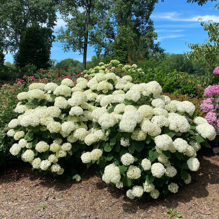 Incrediball Storm Proof™ Smooth Hydrangea