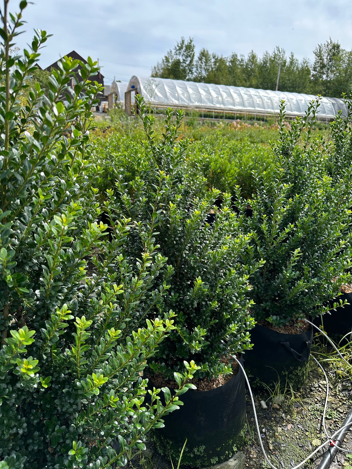 Green Mountain Boxwood - Hedge Pruned