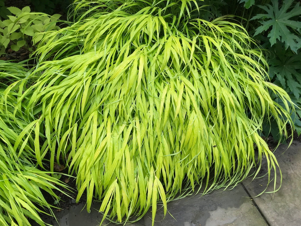 Beni-kaze Japanese Forest Grass