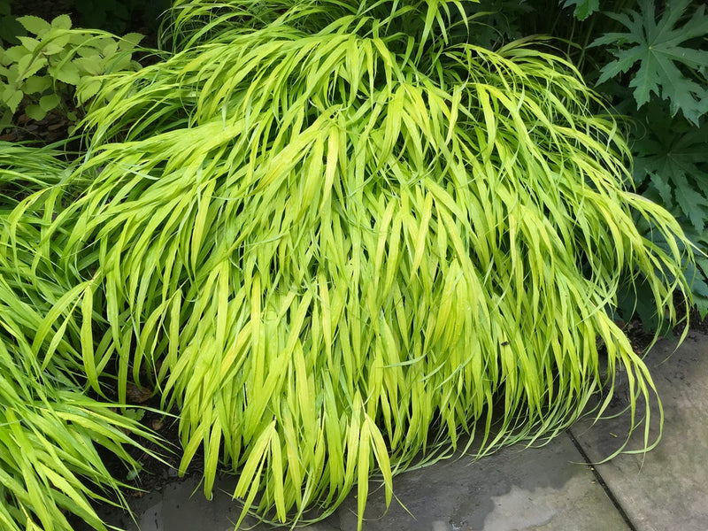 Beni-kaze Japanese Forest Grass