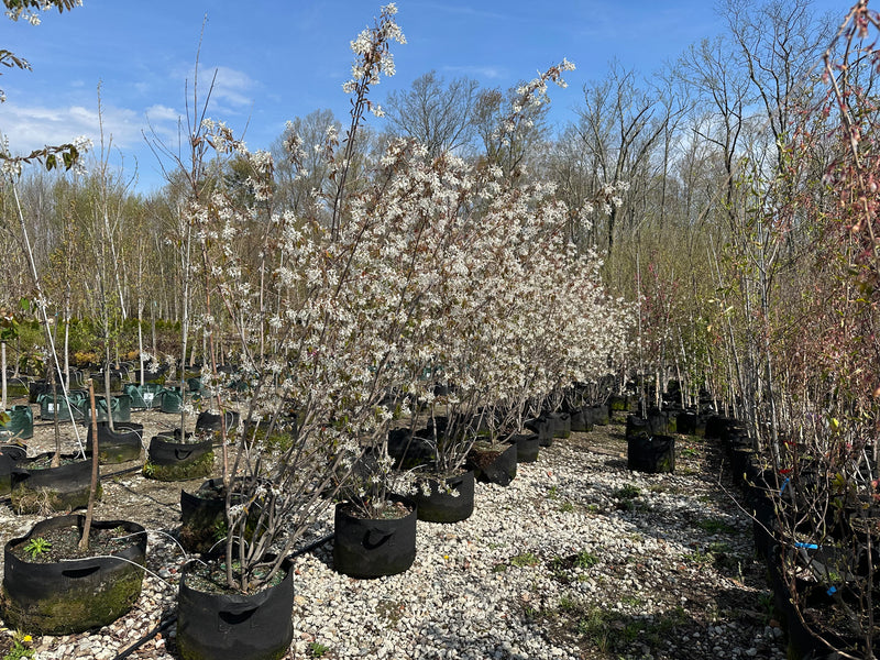 Autumn-Brilliance-Serviceberry