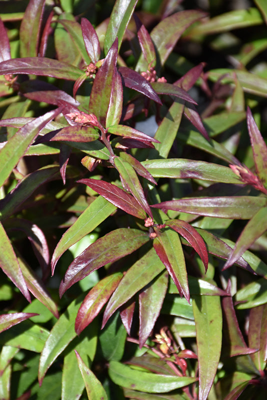 Squirt-Fetterbush