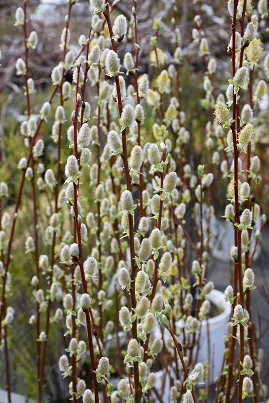 Pussy-Willow