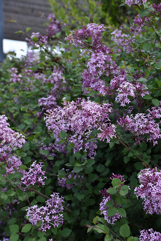 Bloomerang®-Lilac