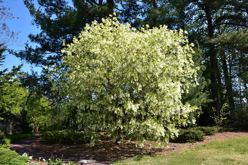 White-Fringetree