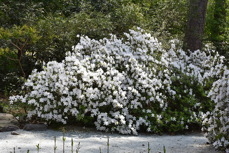 Delaware Valley White Azalea