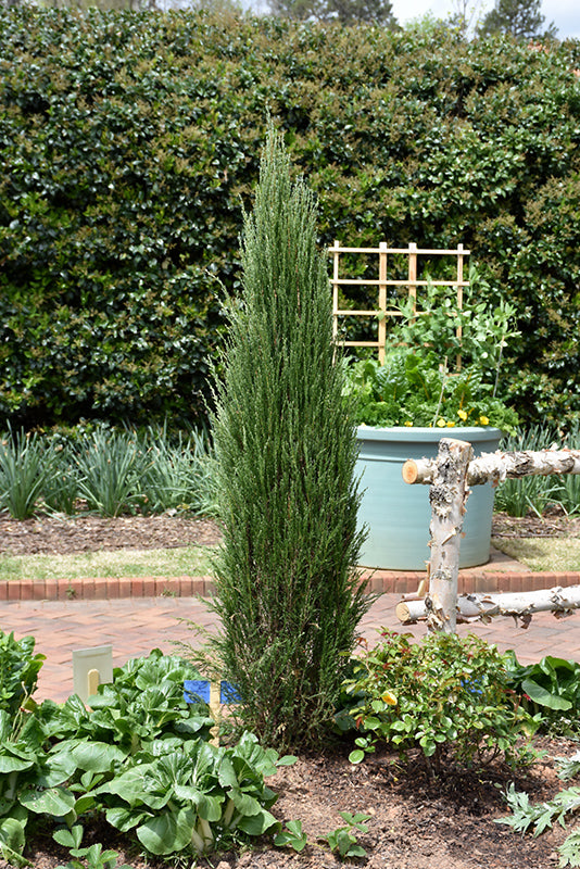 Blue-Arrow-Juniper