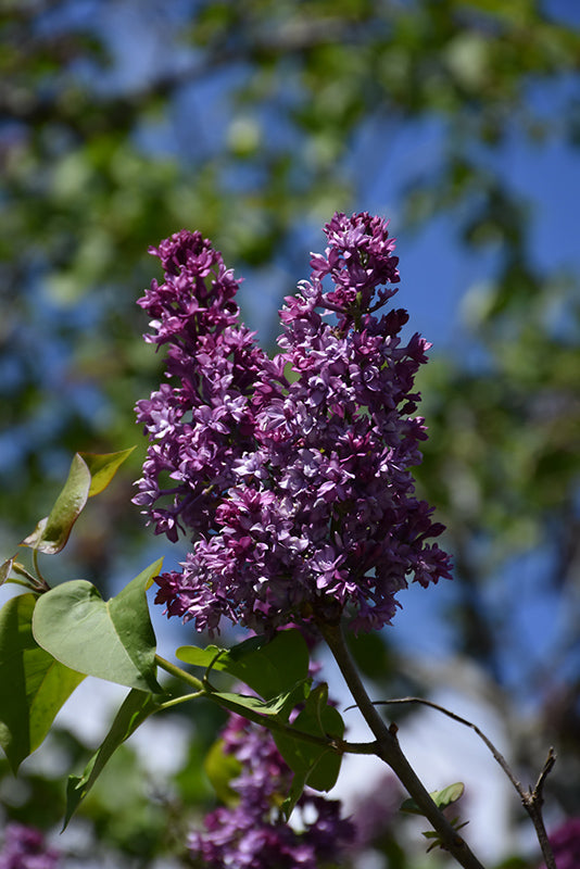 Royal-Purple-Lilac
