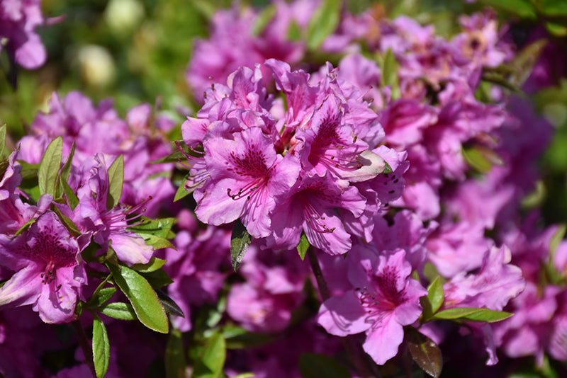 Herbert-Azalea