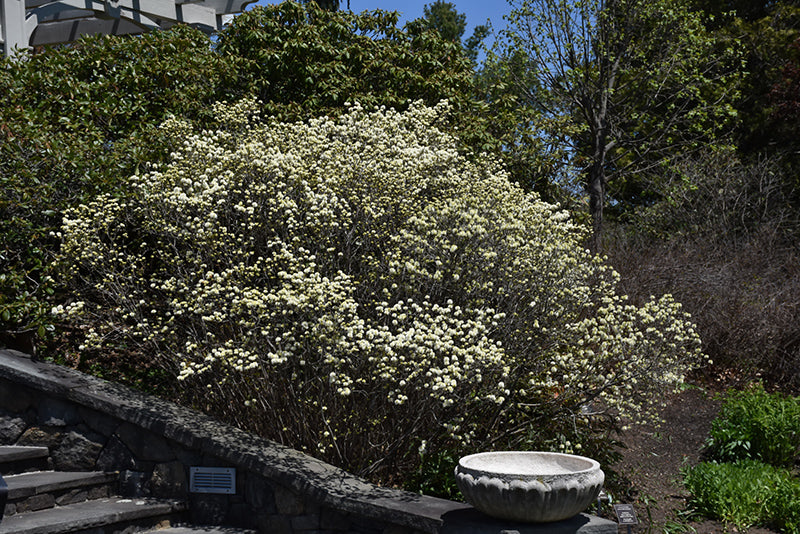 Dwarf-Fothergilla