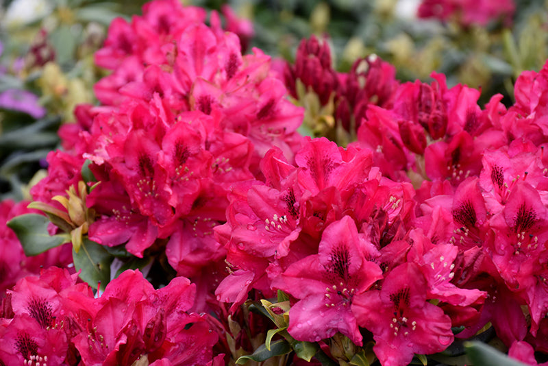 Nova Zembla Rhododendron