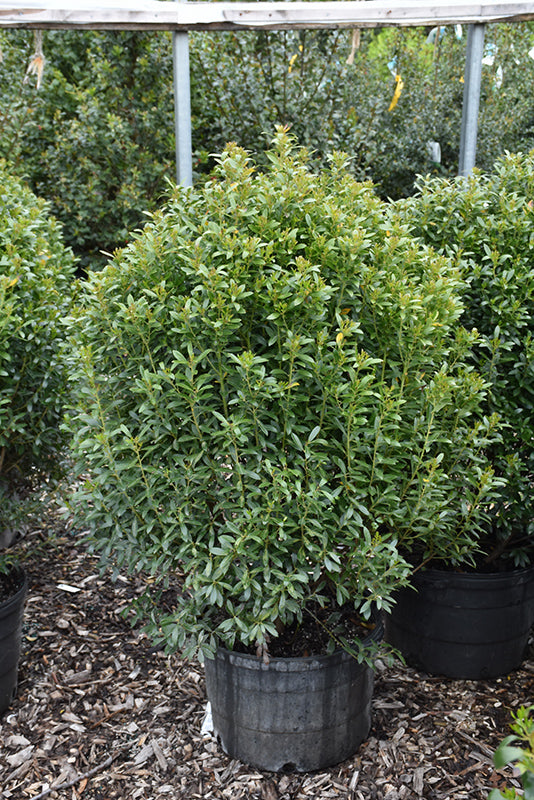 Compact Inkberry Holly