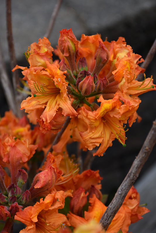 Gibraltar-Azalea