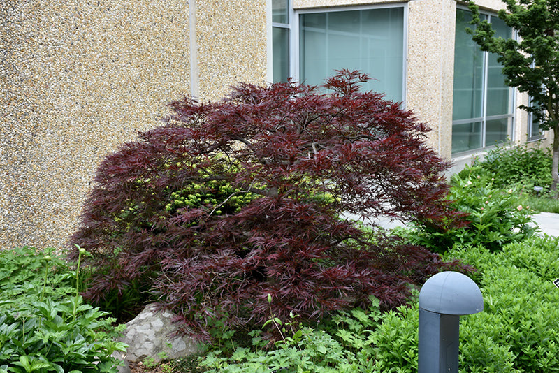 Red-Dragon-Japanese-Maple