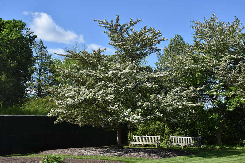 Winter-King-Hawthorn