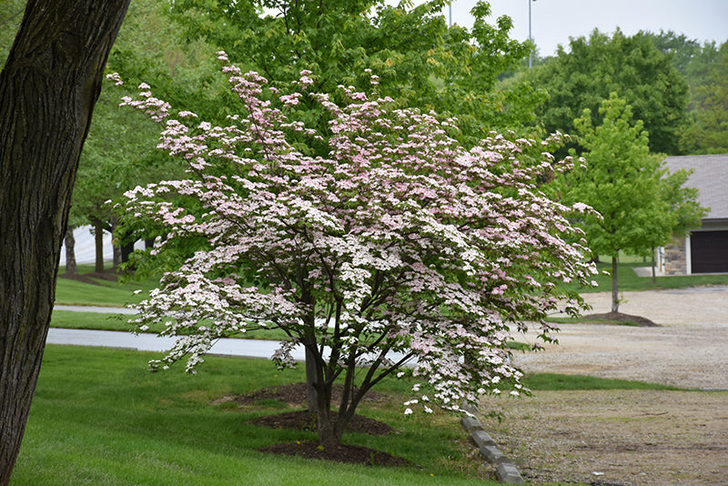 Stellar Pink Flowering Dogwood