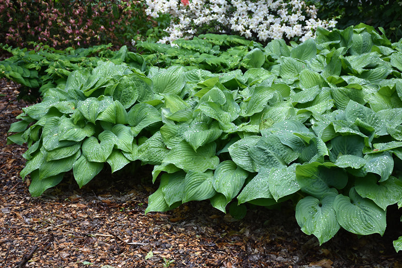 Guacamole Hosta (#2)