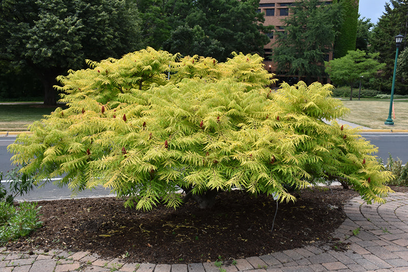 Tiger-Eyes®-Sumac