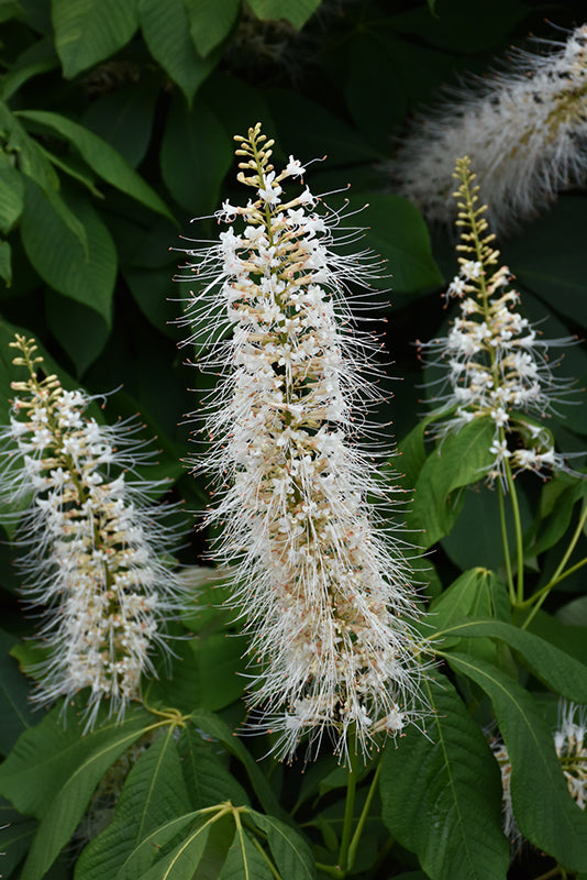 Bottlebrush Buckeye
