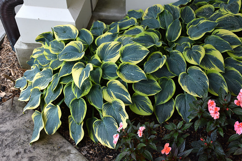 First Frost Hosta (#2)