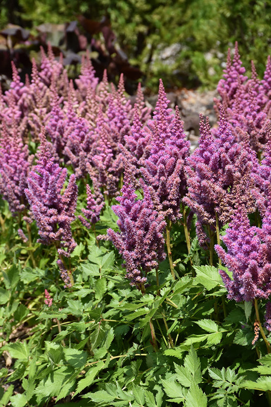 Visions Astilbe (#2)