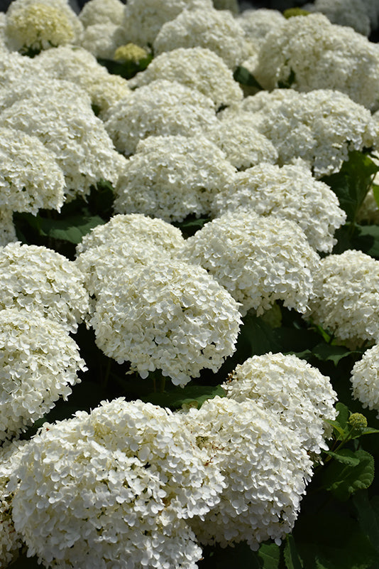 Incrediball®-Hydrangea