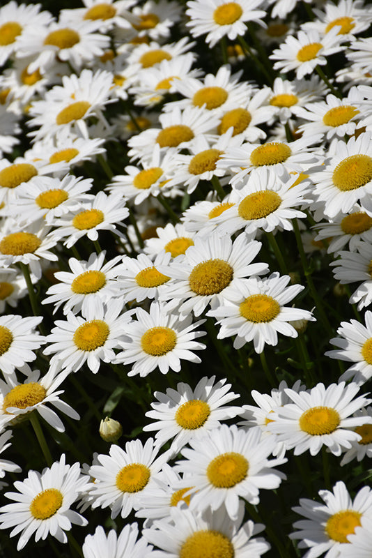Becky-Shasta-Daisy