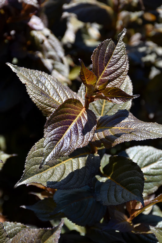 Tuxedo Weigela