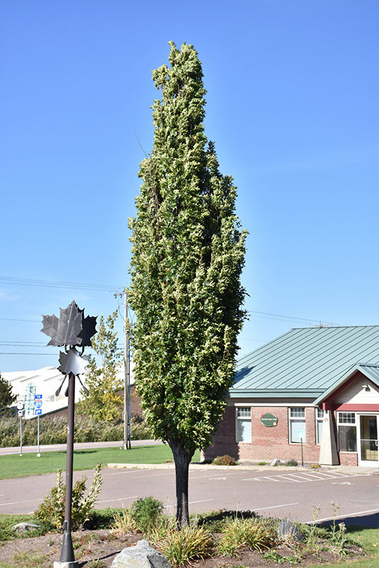 Green-Pillar®-Pin-Oak